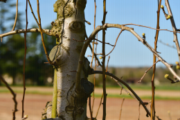 Poire - Angélys cov, renouvellement de jeunes branches (12e année) pour une conduite Aximum©